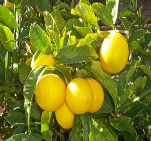 Limón Persa