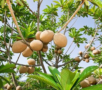 Mamey Zapote