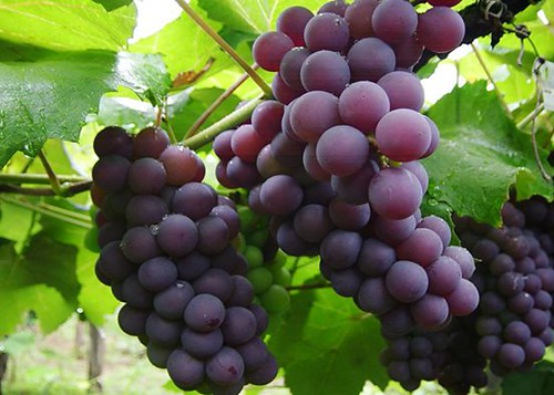 Uvas